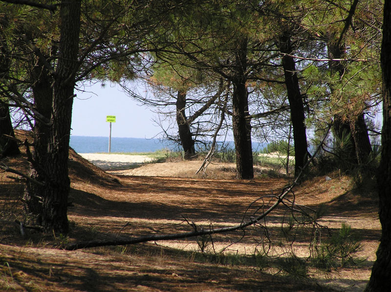 Pathway to the Beach 